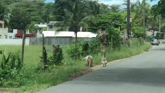 Pig and Goose Going for a Walk Together