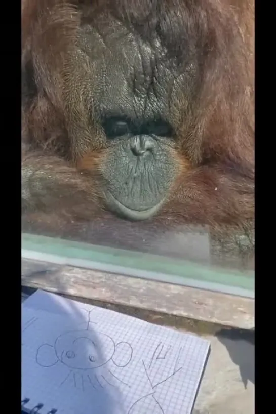 Orangutan Enjoys Art