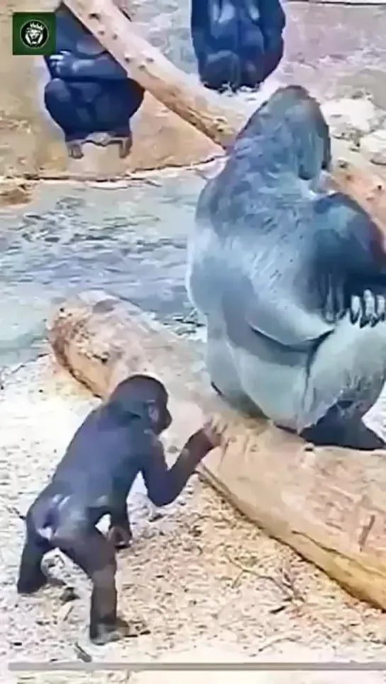 Gorilla Playing - Vía waowafrica (Ig)