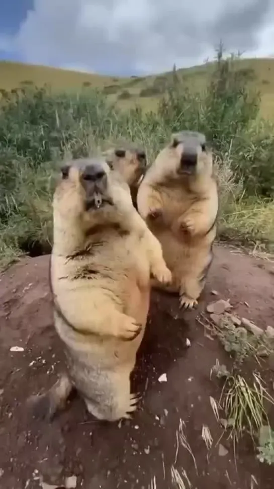 marmot compilation __ Cute 😍😍