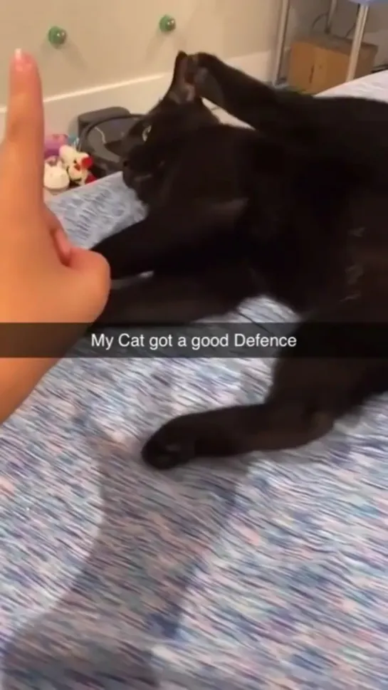 Cat self defense