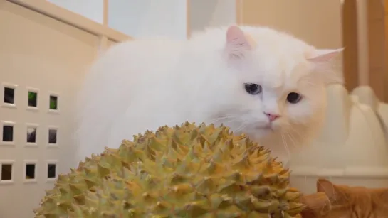 Cats vs Durian)