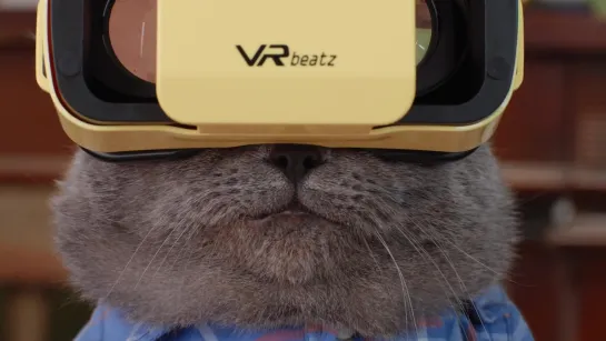 Кот и виртуальная реальность)Cat Tries VR