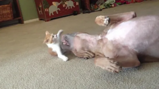 Котёнок играет с пит булем) Ferocious kitten attacks innocent pit bull