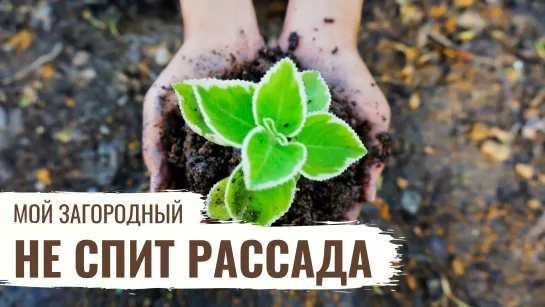 Не спит рассада // Мой Загородный