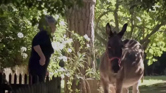 Brigitte Bardot, le serment fait aux animaux (2019)-часть 2