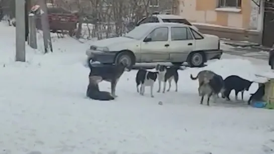 Собаки оккупировали двор