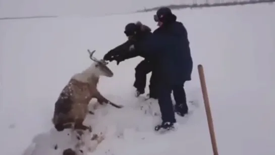 Люди и рога спасли оленя.