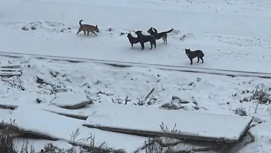 Бродячие псы кошмарят район