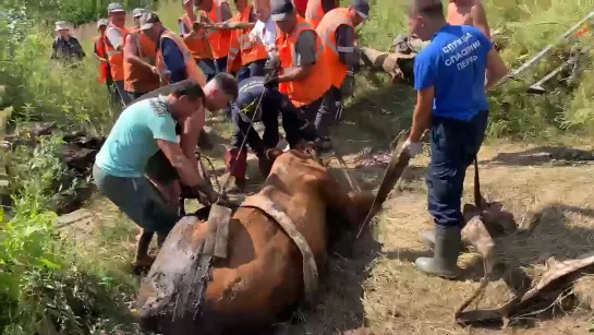 Корову вытягивали из капкана два дня.