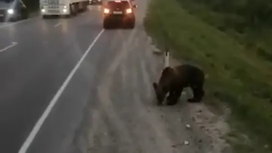 Браконьеры расстреляли годовалого медвежонка. Real video