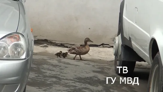 Полицейские утки вернулись на базу с потомством.