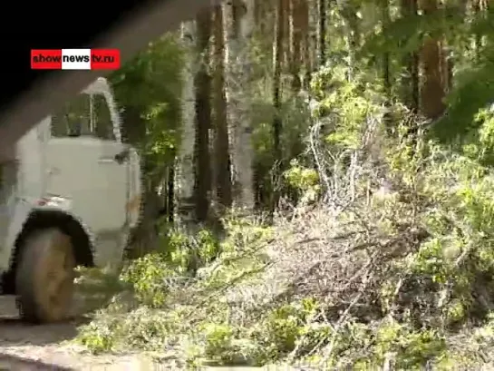 Ради бань с проститутками вырубили берёзы в пар