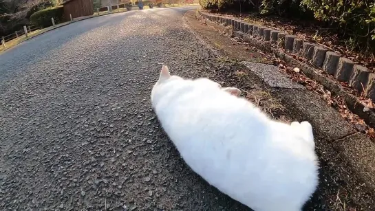 [感動猫動画] 野良猫に赤い屋根の家に案内された