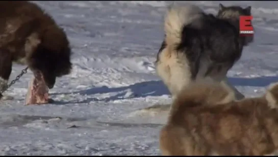 Городок полярных медведей 1-й сезон 11-я серия из 12-ти. Последний танец / Polar Bear Town (2015)