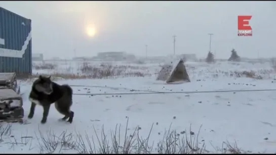 Городок полярных медведей 1-й сезон 9-я серия из 12-ти. Волки на пороге / Polar Bear Town (2015)