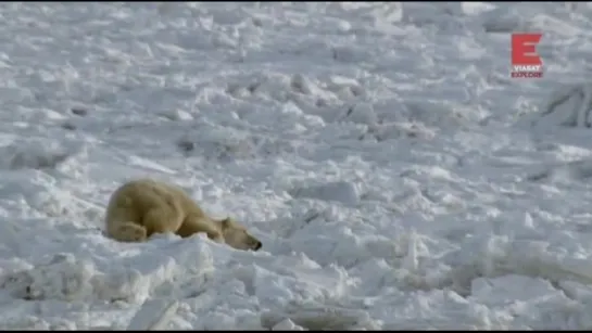 Городок полярных медведей 1-й сезон 8-я серия из 12-ти. Пир во время чумы / Polar Bear Town (2015)