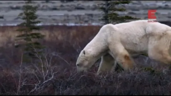 Городок полярных медведей 1-й сезон 2-я серия из 12-ти. Новый проводник / Polar Bear Town (2015)