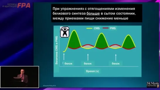 Регулирование белкового обмена