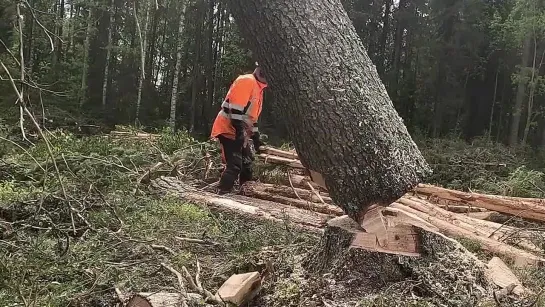 Видео от Союз Лесозаготовителей. Харвестеры и Форвардеры.