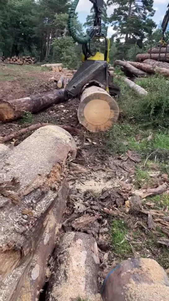 Видео от Союз Лесозаготовителей. Харвестеры и Форвардеры.