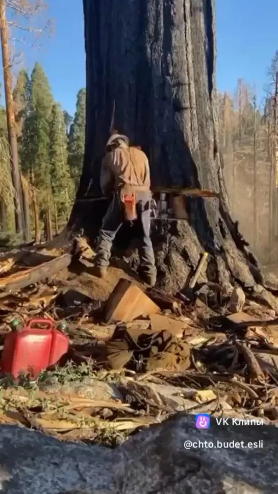 Видео от Союз Лесозаготовителей. Харвестеры и Форвардеры.