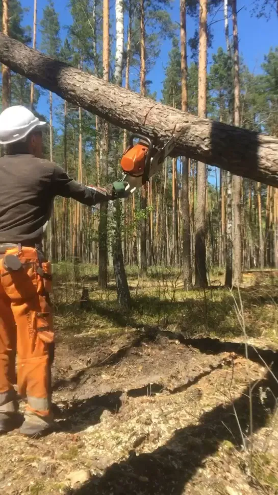 Видео от Союз Лесозаготовителей. Харвестеры и Форвардеры.