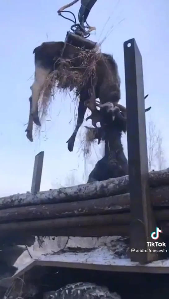 Видео от Союз Лесозаготовителей. Харвестеры и Форвардеры.