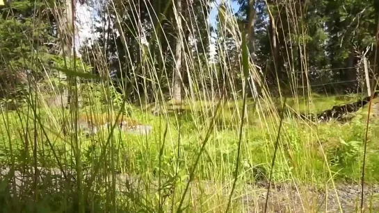 Видео от Союз Лесозаготовителей. Харвестеры и Форвардеры.