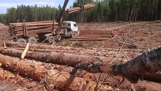 Видео от Союз Лесозаготовителей. Харвестеры и Форвардеры.