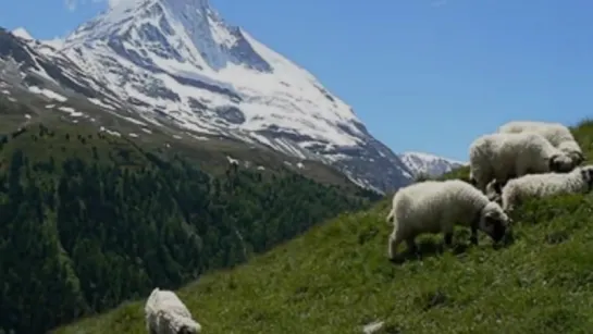 J. S. Bach. Cantata Nº 208, Sheep May Safely Graze, BWV 208