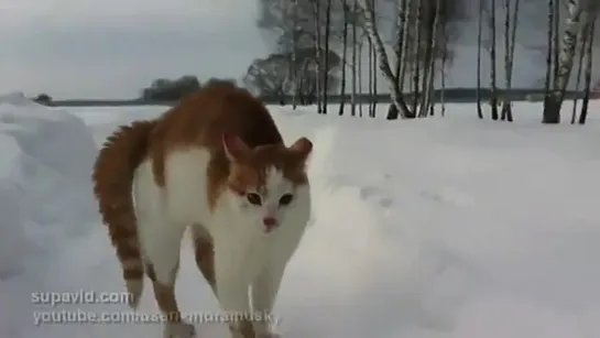 Страшный кот бродит по улицам в поисках жертвы!!!)))) Самый злой кот на свете!! Скоро и на улицах твоего гор