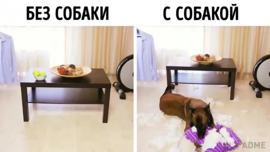 Жизнь с собакой и без нее