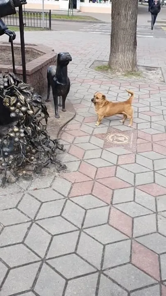 Курьезное видео в Бресте собака «здоровалась» с малой архитектурной формой