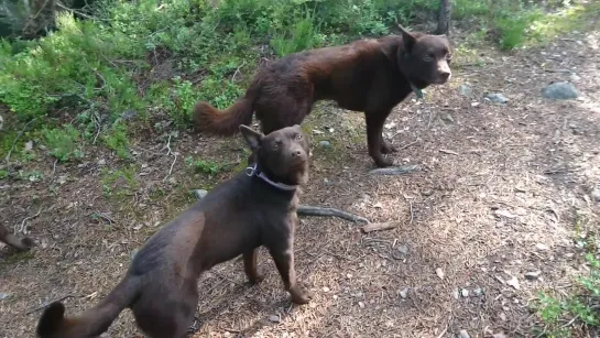 неподвижные собаки