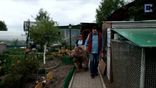 Ничего удивительного, просто медведь в семье