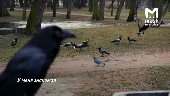 Магический тандем