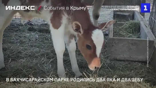 В Бахчисарайском парке родились два яка и два зебу