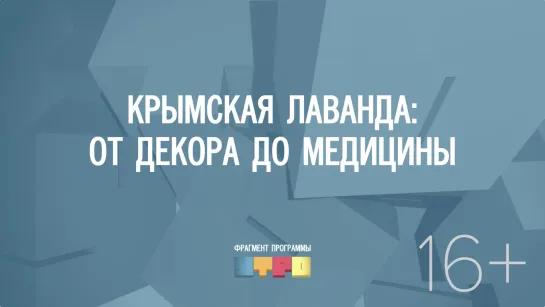 Крымская лаванда: от декора до медицины