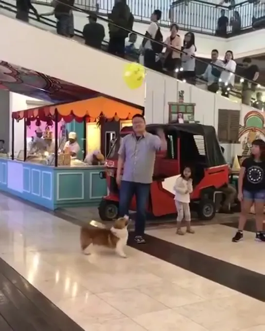 i love how every human there just gently ensures the doggo can keep playing