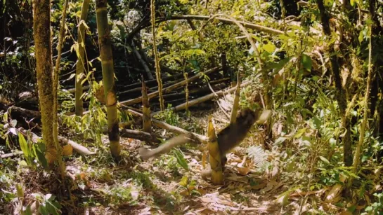 Остров лемуров Мадагаскар / Island of Lemurs Madagascar (2014) BDRip 720p [vk.com/Feokino]