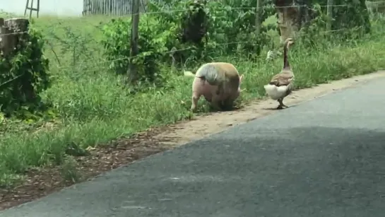 Pig and Goose Going for a Walk Together