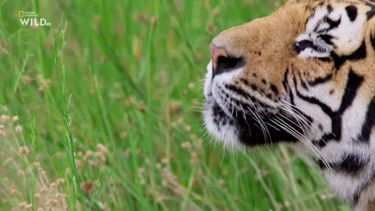 Дикие кошки Таиланда (2021) (Thailand's Wild Cats)