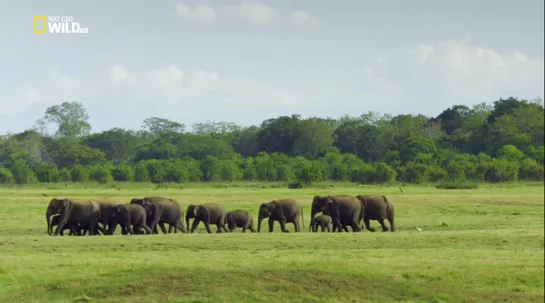 Спасение слонёнка / Baby Elephant Rescue (2018)