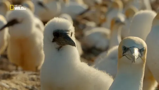 Планета птиц (2018) (Planet of the Birds)