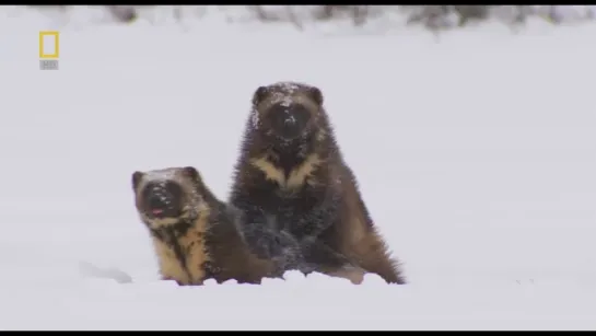 National Geographic: Неуловимая росомаха (2010)