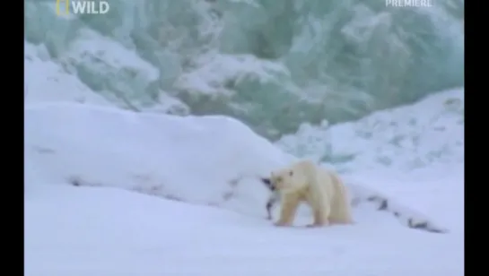 National Geographic : Суперхищники: Полярный медведь (2010)