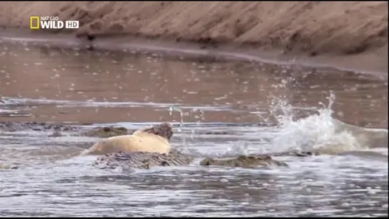 Nat Geo Wild: Пир драконов (2012)