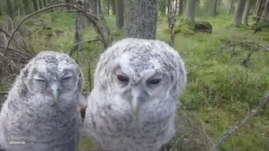 Cute Owls Compilation 2015 HD