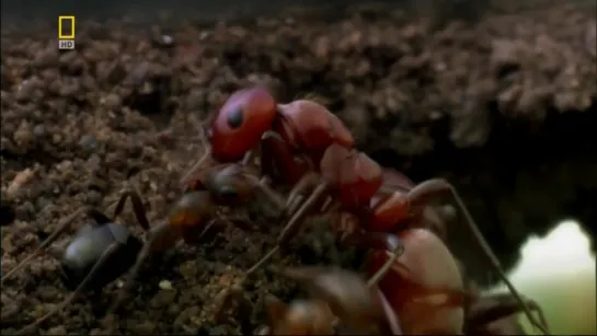 Войны насекомых / Insect Wars (2005)